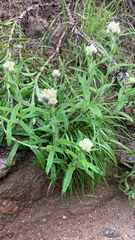 Pseudognaphalium biolettii