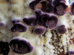 Trichaptum abietinum