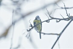 Cyanistes caeruleus