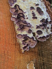 Trichaptum abietinum