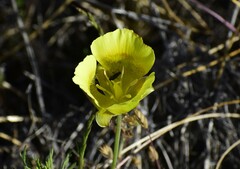 Calochortus luteus