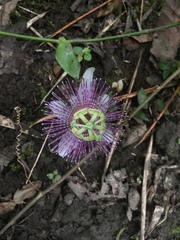Passiflora sprucei