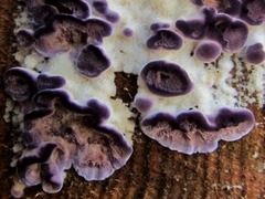 Trichaptum abietinum