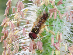 Melanostoma mellinum