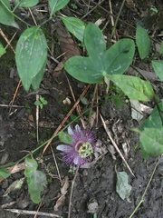 Passiflora sprucei