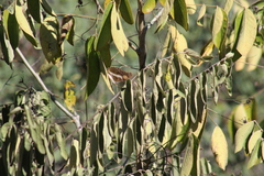 Doxocopa