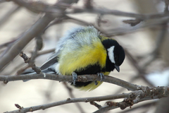 Parus major