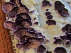 Trichaptum abietinum