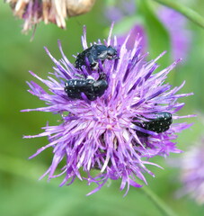 Oxythyrea funesta