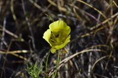 Calochortus luteus