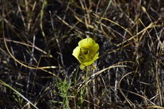 Calochortus luteus