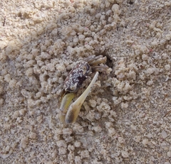 Leptuca leptodactyla