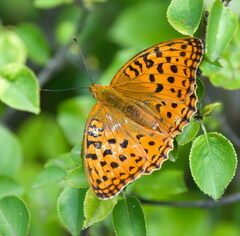 Argynnis