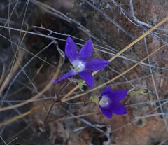 Brodiaea elegans
