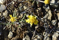 Chaenactis glabriuscula