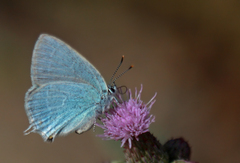 Satyrium myrtale
