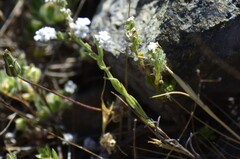 Cryptantha mariposae