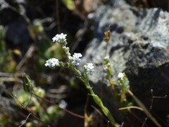 Cryptantha mariposae