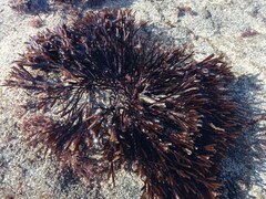 Furcellaria lumbricalis