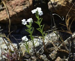 Cryptantha mariposae