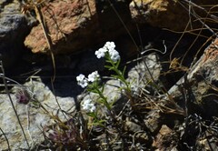 Cryptantha mariposae