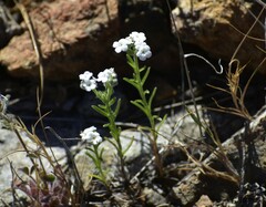 Cryptantha mariposae