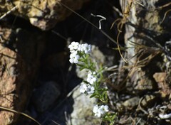 Cryptantha mariposae