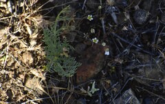 Lomatium congdonii