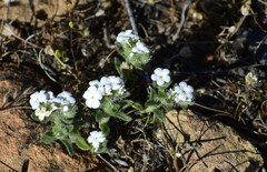 Plagiobothrys nothofulvus