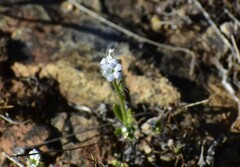 Plagiobothrys nothofulvus