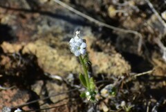 Plagiobothrys nothofulvus