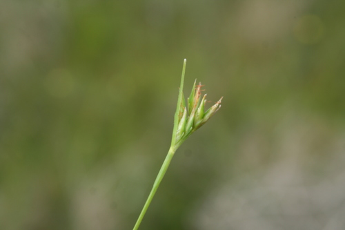 Flats Capesedge (Trianoptiles solitaria)