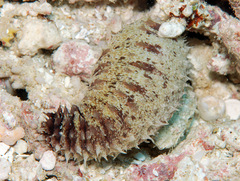 Holothuria impatiens