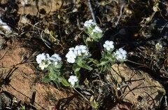 Plagiobothrys nothofulvus