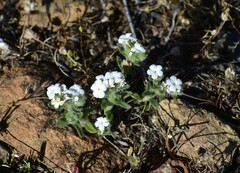 Plagiobothrys nothofulvus