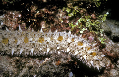 Holothuria impatiens