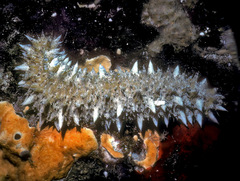 Holothuria impatiens