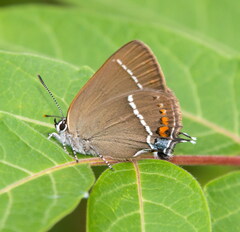 Satyrium spini