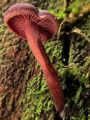Tubaria punicea