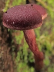 Tubaria punicea