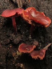 Tubaria punicea