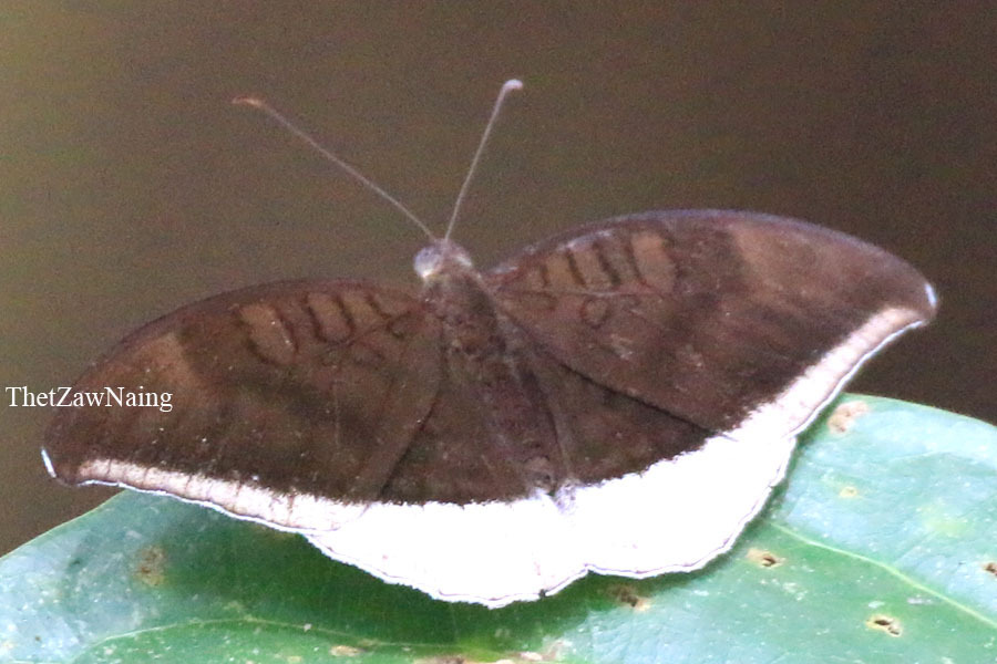 Gray Count Grey Count (Butterflies of Myanmar (Burma)) · iNaturalist