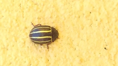 Doryphorina