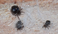 Euryopis episinoides