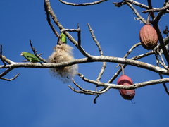 Brotogeris cyanoptera