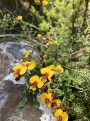 Bossiaea cordigera