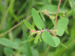 Euphorbia vermiculata