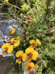 Bossiaea cordigera