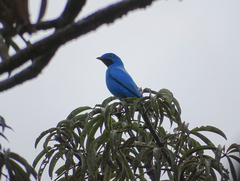 Cotinga maynana