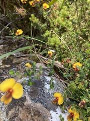 Bossiaea cordigera